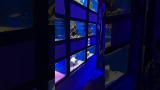 Brody’s Adventure with the fishes at Swallows Aquatics