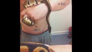 My big boy George royal python snake #ball python