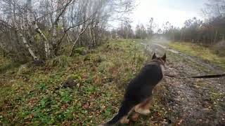 German shepherd on walk. Eros på tur. 14.10.2024. still you tubes most boring video part 1