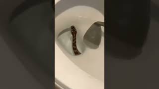 cobra no vaso sanitário Todo cuidado é pouco