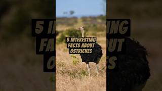 5 Interesting Facts About Ostriches