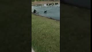 swim dog chasing birds funny dog 2018