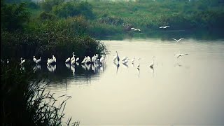 Como é a Vida dos Animais Selvagens na Floresta Amazônica / Chácara do Zero