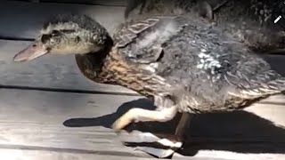 Baby Ducks First Steps Walking Slow Motion