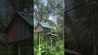 Ada RUMAH BURUNG ges😍 #shortvideo #viralvideo #birds #jungle