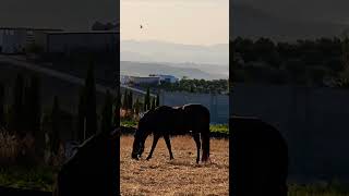 #Caballo pastando al #amanecer. #horse grazing at #dawn. #montalban, #cordoba, cerquita de #larambla