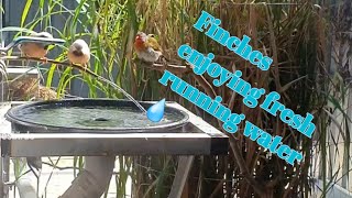 Finches enjoying fresh running water.