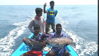 பெரிய களவான் மீன்கள் பிடிக்கும்  காட்சி // Fisherman vs golaith grouper fish