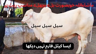 khubsorat bachry | cow rates updates | cow videos 2022 | mandivlogs with Ejaz