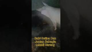 Babi Betina Dan Jantan Mandi Bareng #babi #animals #ternakbabi #beternakbabi#pig#binatang