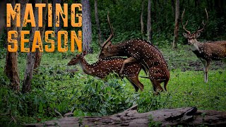 Deer Mating Season | 4kUHD | #india #wildlife #nature #travel #explore #explorer #safari #mating