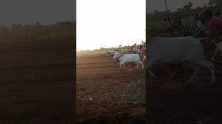 बैल की रेस ग्राम राजोरा 🐂🐂#viral #bull #runing #for #invillage #trending #baile #kib#run #shorts