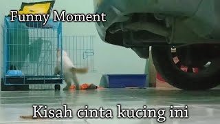 Kucing baru ketemu sudah bertengkar