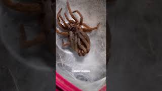 Tarantula molt gone wrong 😬...##molt #tarantula #spider #molting #Arachnophobia #chilobrachyshuahini