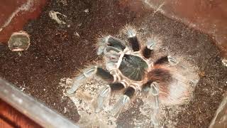 Tarantula Feeding Video 086 - Acanthoscurria chacoana