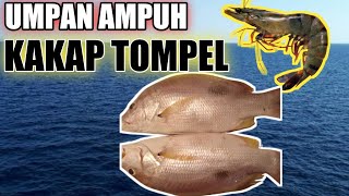 Mancing Ikan Kakap Tompel Umpan Udang Hidup