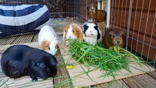 Guinea Pigs Move Outdoors!