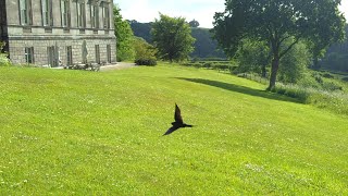 Swallows on the South Lawn at Sharpham