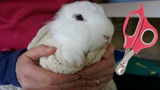 Bunny Nail Trimming