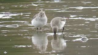 Dunlin