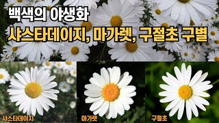 순백의 야생화 샤스타데이지, 마가렛, 구절초 구별