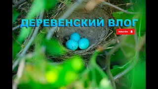 ВЛОГ: Деревня/Лето/НЕ лакшери отдых!