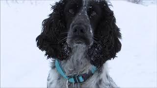 Bim and winter | Spaniel Bim 3 years