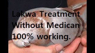 Lakwa Treatment Without Medican 100% working.lakwey kabootar ka desi ilaj..