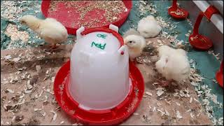 Feeding probiotics to broilers