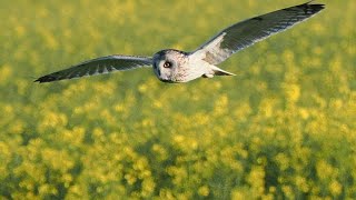 Eine Rügener Sumpfohreule ( Short eared Owl ) zur Dämmerung auf der Jagd #Vogelbeobachtung