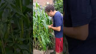 backyard sweet corn farm: first harvest #shorts