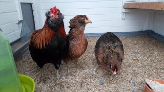 Zwerg #Araucana Goldhalsig im renovierten Stall. Araucana Bantams in their renovated stable.