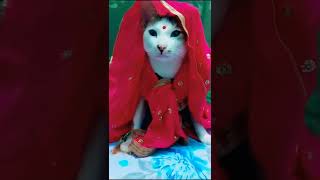 #FUNNY CATS VIDEOS #CATS#FUNNYCAT#shorts