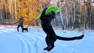 Cool jumps of Luna the panther and the powerful Venza 😈🐾(ENG SUB)