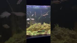 #fishaquarium #aquariumfishfish #fishtank #beautiful #babies #youtubeshorts #viral