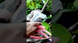 How to propagate LEMON tree from cuttings #lemon #lemonfromcuttings #lemontree