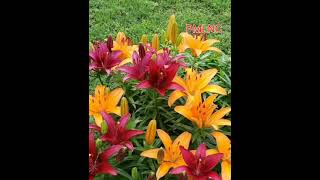 Color Full Flowers  - PMLNC  @PMLoveNatureClasses