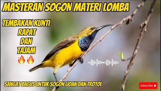 MASTERAN SOGON LOMBA TEMBAKAN KUNTI SPEED PANJANG🔥🔥#masteranburung #sogon #sogontrotol #sogonbahan