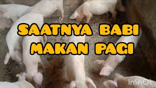 Waktunya Memberi Makan Pagi Babi Sudah Mulai Ribut dan Minta Makan