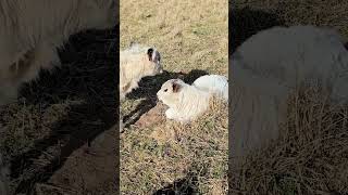 Pippa Checking Out the Baby Bull #cowlover #animal #farmlife #babycow