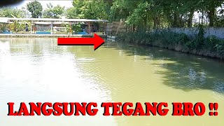 Carolina Rig dipakai Mancing Kolam ?