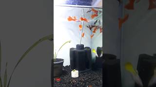 Guppy Jantan Juvenile Mix