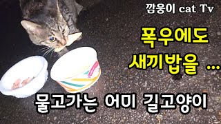 폭우에 새끼밥을 물고가는 어미 길고양이 너의존재