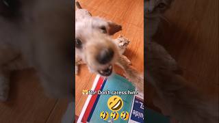 When the little dog is super jealous 🤣❤️ #funny #dog #cat #shorts #viralvideo #fypシ゚viral #tiktok