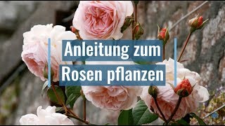 Anleitung zum Rosen pflanzen