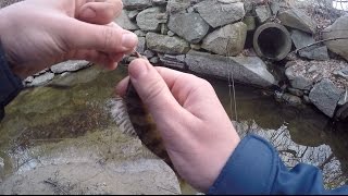 Sewer Fishing For Yellow Perch