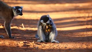 Ring-tailed lemur is sitting on the ground and eating the remains of a banana. Madagascar.