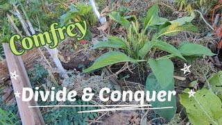 Comfrey - divide, propigate & conquer