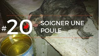 SOIGNER UNE POULE │LFDT #20