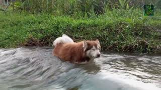 Lobo del agua